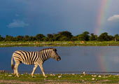 namibia-etosha-np-yathin-s-krishnappa-attribution-share-alike