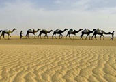 S�hara. Caravana
