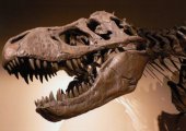 Tyrannosaurus