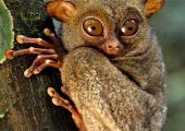 Tarsero de Borneo