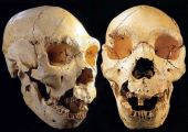 Homo heidelbergensis 500.000 a�os antiguedad. Sima de los Huesos, yacimiento de Atapuerca.